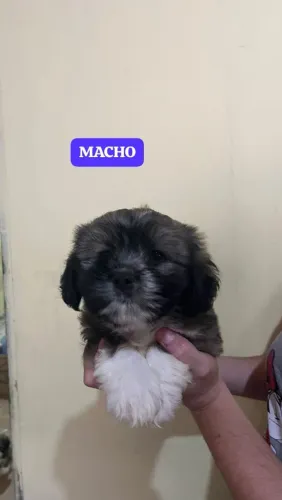 Filhotes Lhasa Apso