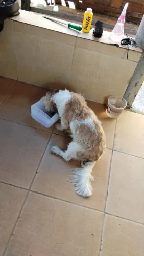 Cachorra shitzu pra doação