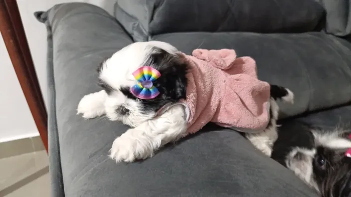 Vendo filhotes de Shitzu fêmea 