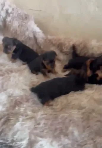 Yorkshire micro Macho 1,000,00 dinheiro ou pix