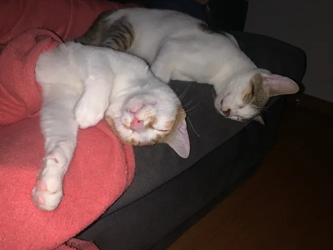 Gatinho pra adoção