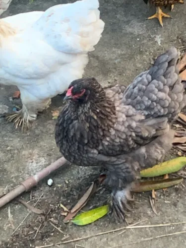 Brahma e wyandotte matriz