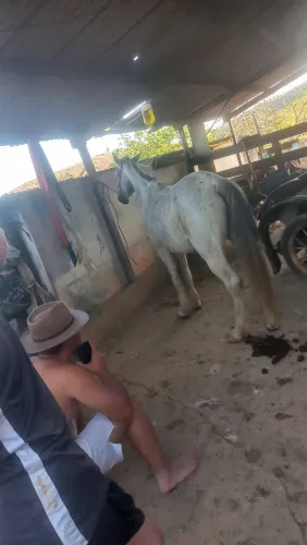 cavalo marcha picada