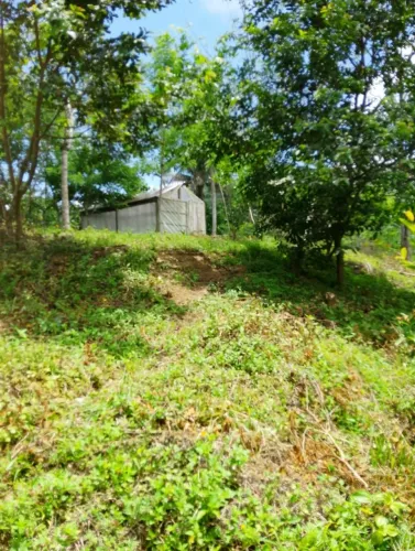 Sítio 11 hectares para  investimento e renda! Banco Central, Ilhéus - Bahia