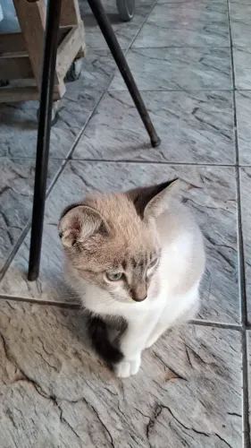 Doação gatinho macho 3 meses
