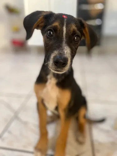 Doação de Cachorro 