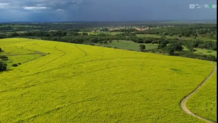 Fazenda à Venda em Poconé 630 ha | Dupla Aptidão | Pasto Formado | Água