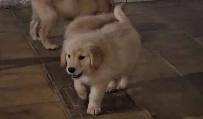 Golden Retriever filhotes fêmeas