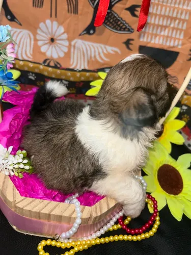 Shih tzu macho disponível 