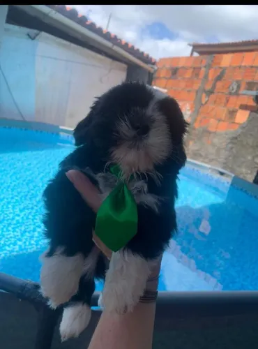 Shitzu filhote macho um ursinho lindo