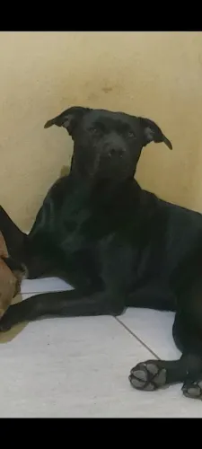 Doa-se cachorro