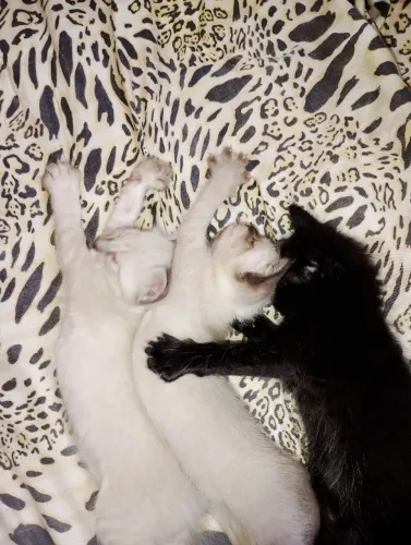 Gatinhos para doação