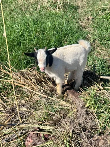 ? MINI CABRA (CABRITINHO) À VENDA.