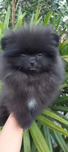 Lulu da pomerãnia