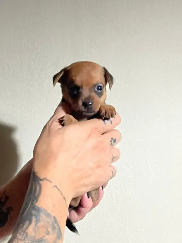 Macho de pinscher 0