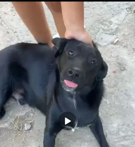 Adoção