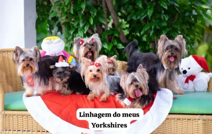 Filhotinha de Yorkshire fêmea 