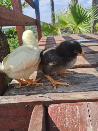 Pintinhos GLC Galinhas de Postura de Ovos Coloridos 