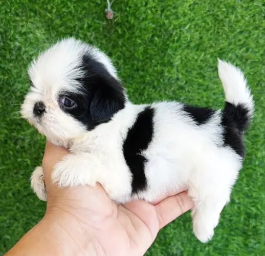 Lindas filhotes de shih tzu