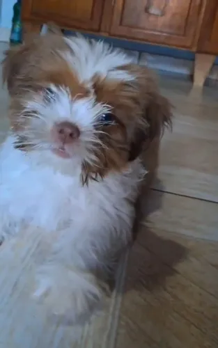 ? Filhotes Shih Tzu à Venda - Macho e Fêmea | 3 Meses