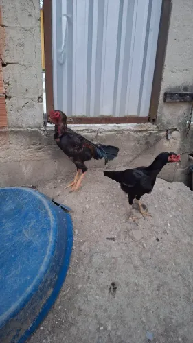 Galo e galinha