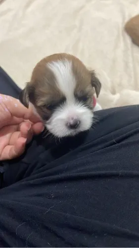 vendo filhotes de Lhasa Apso
