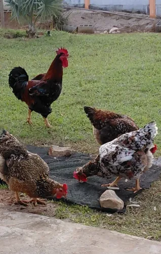 Galinhas, Pintinhos, ovos