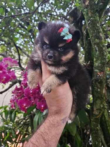 Sptiz Alemão Anão Lulu da Pomerania