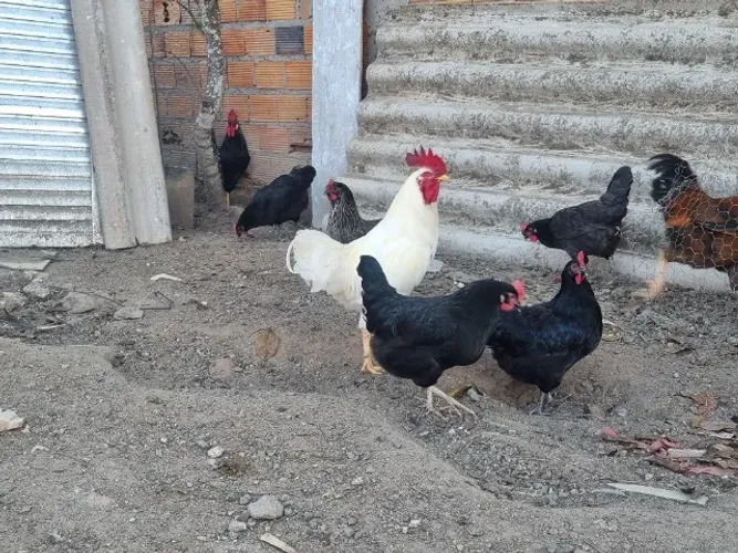 Galo
