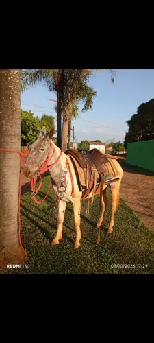Burro de pequeno porte