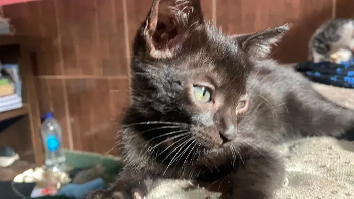 Gatinhos lindos para adoçao