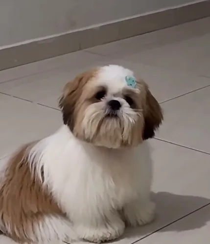 Cachorro