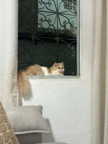 Proçuro gaató pérsa maçhó pra cruza 