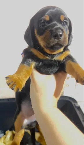 FILHOTES BASSET SALSICHA