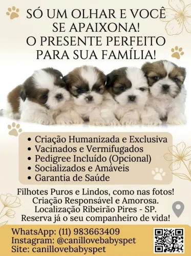 Filhotes de shihtzu para reserva!!!