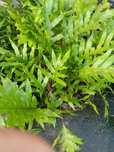 Samambaia Jamaica 