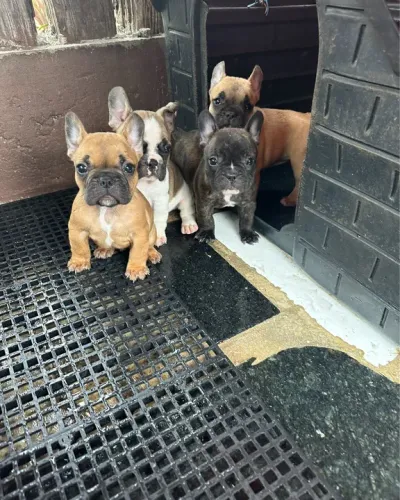 VENDO FILHOTES DE BULLDOG FRANCÊS