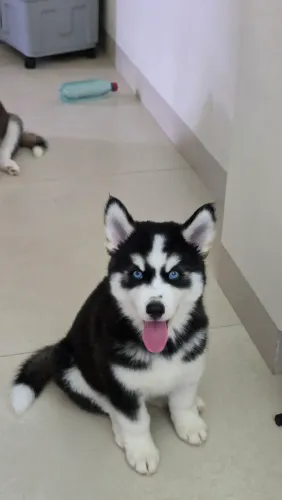 Filhotes de Husky Siberiano