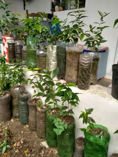 Mudas de Pitanga com 10cm
