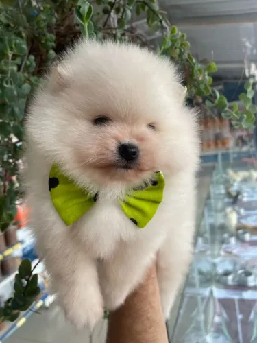 Spitz Alemão machinho para reservar Uma fofura