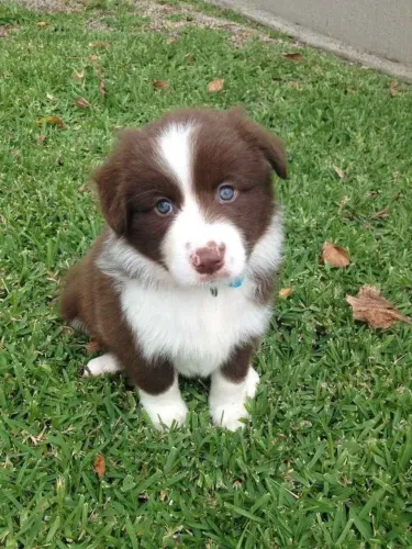 Filhote Border Collie, Um filhotinho para mudar sua vida para sempre!