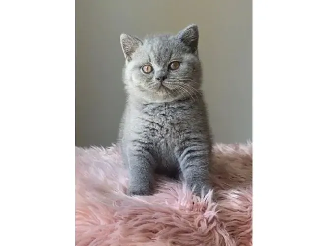 British Shorthair - Seu Novo Amigo Felino