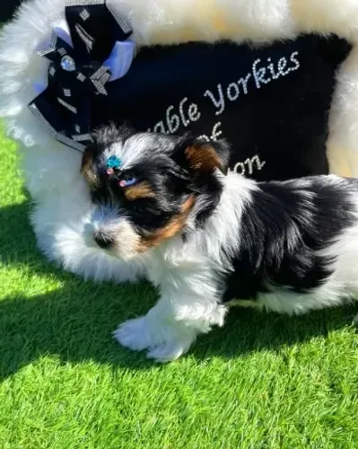Seu Biewer Terrier com pedigree está aqui esperando por você!