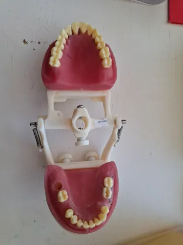 Manequim periodontia pronew