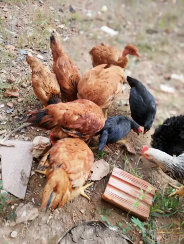 Galinha caipira pra criação ou consumo