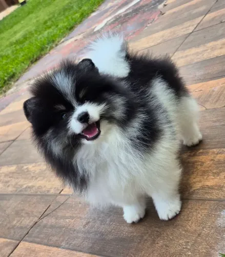 Spitz alemão macho - entrega imediata - pedigree cbkc em 10x sem juros