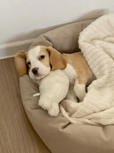 Beagle Filhotes na Cor Bicolor