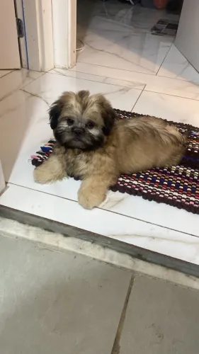 Shitzu macho 3 meses