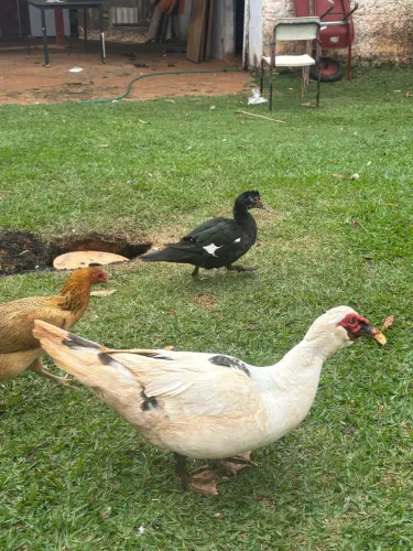 Pato