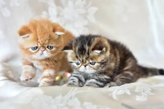 Persa Muito amor e Carinho